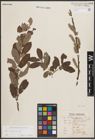Foto von Salix cinerea L.